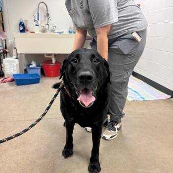 Labrador Retriever Dogs Available for Adoption - YORK-Stray-14884 | PetCurious