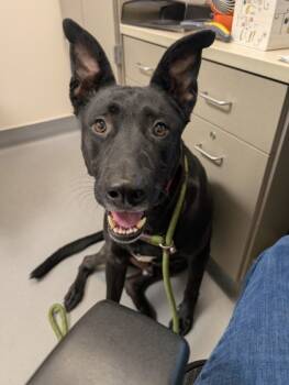 Rescue Shepherd and Mixed Breed Dogs for Adoption in Bellevue, Washington - Lucky | PetCurious