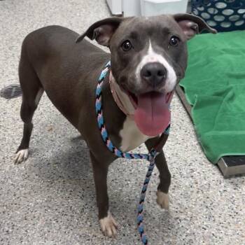 Mixed Breed Dogs Available for Adoption in West Olive, Michigan - Salsa | PetCurious
