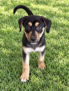 Hudson -  Beagle Dog for Adoption in Kings Mountain, North Carolina - Hudson | PetCurious