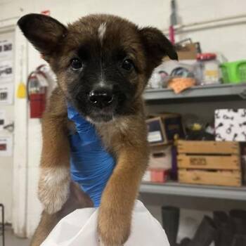 Bologna -  Australian Shepherd and Mixed Breed Dog for Adoption in Morton Grove, Illinois - Bologna | PetCurious