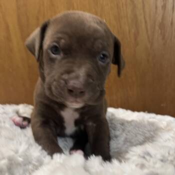 Pit Bull Terrier and Mixed Breed Dogs Available for Adoption in Bristol, Indiana - Dory | PetCurious