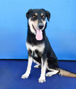 OSO -  German Shepherd Dog Dog for Adoption in Pasadena, California - OSO | PetCurious