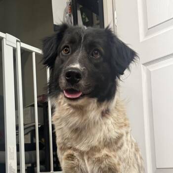 Border Collie Dogs Available for Adoption - Brew | PetCurious