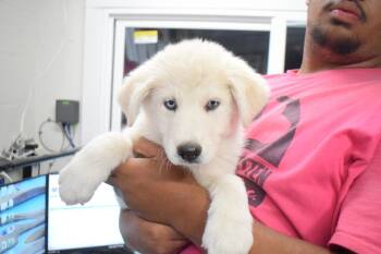 Shelby (L596 P2) -  Husky and Tibetan Mastiff Dog for Adoption in Pahrump, Nevada - Shelby (L596 P2) | PetCurious