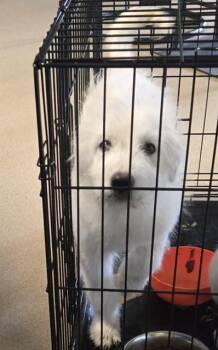 Great Pyrenees Dogs Available for Adoption in Plano, Texas - Gimlet A218065 | PetCurious