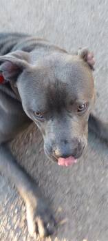 Rescue Pit Bull Terrier Dogs for Adoption in Chula Vista, California - DIESEL | PetCurious