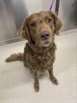 OLIVER -  Chesapeake Bay Retriever Dog for Adoption in Fairbanks, Alaska - OLIVER | PetCurious