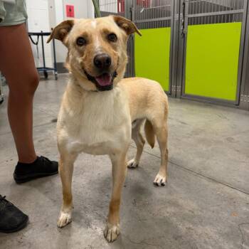 Shylow -  Cattle Dog Dog for Adoption in Apache Junction, Arizona - Shylow | PetCurious