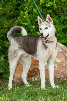 Husky Dogs Available for Adoption in Johnson City, Tennessee - Nimbus | PetCurious