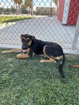 Hallie -  German Shepherd Dog Dog for Adoption in Delano, California - Hallie | PetCurious