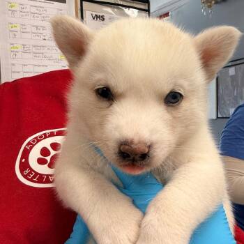 Husky Dogs Available for Adoption in Evansville, Indiana - Birch | PetCurious