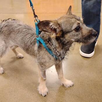 Rescue Schnauzer and Miniature Dachshund Dogs for Adoption in Tulsa, Oklahoma - Shiloh | PetCurious