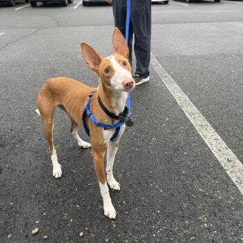 Portuguese Podengo Dogs Available for Adoption in Boston, Massachusetts - TOFU | PetCurious