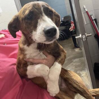 Spot -  Terrier Dog for Adoption in Clanton, Alabama - Spot | PetCurious