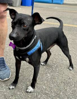 Chihuahua Dogs Available for Adoption in Covington, Washington - Jimbo | PetCurious