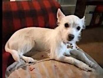 Rescue Chinese Crested Dog and Chihuahua Dogs for Adoption in Mount Airy, North Carolina - Zeke | PetCurious