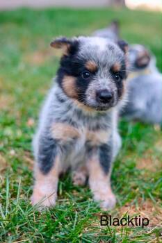 Blacktip -  Australian Cattle Dog Blue Heeler Dog for Adoption in Duluth, Minnesota - Blacktip | PetCurious