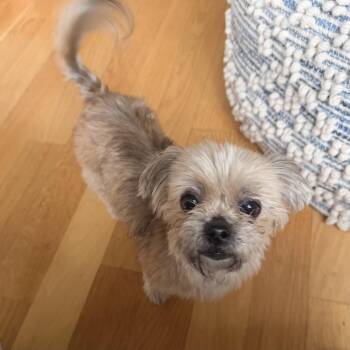 Shih Tzu Dogs Available for Adoption - Ursula | PetCurious