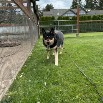 Bear -  Shepherd and Husky Dog for Adoption in Ferndale, Washington - Bear | PetCurious