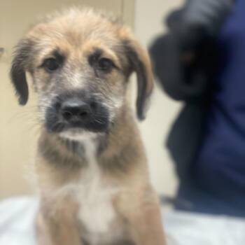 Shepherd and Mixed Breed Dogs Available for Adoption in Riverside, California - Winston | PetCurious