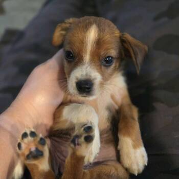 Ducky -  Mixed Breed Dog for Adoption in Kansas City, Missouri - Ducky | PetCurious