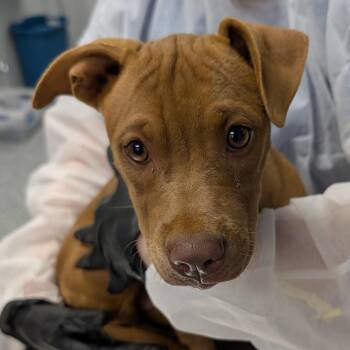 Lilac -  Mixed Breed Dog for Adoption in Greenville, South Carolina - Lilac | PetCurious