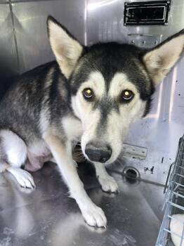 MATTIE -  Mixed Breed Dog for Adoption in Dallas, Texas - MATTIE | PetCurious