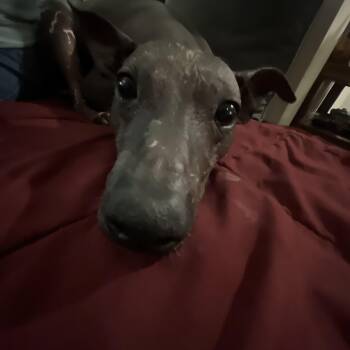 Yaoti -  American Hairless Terrier Dog for Adoption in Acton, California - Yaoti | PetCurious