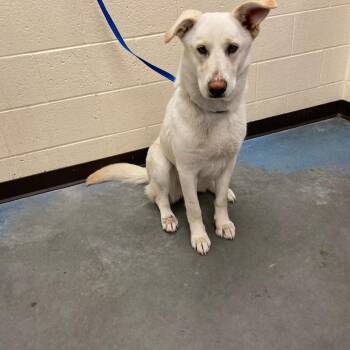 Mixed Breed Dogs Available for Adoption - Summer | PetCurious