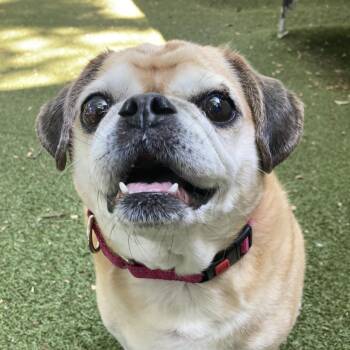 Missy Morey -  Pug and Beagle Dog for Adoption in Providence, Rhode Island - Missy Morey | PetCurious