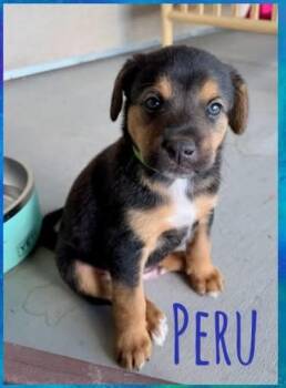 Peru -  Mixed Breed Dog for Adoption in Chino Valley, Arizona - Peru | PetCurious