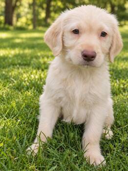 Butters -  Labradoodle Dog for Adoption - Butters | PetCurious