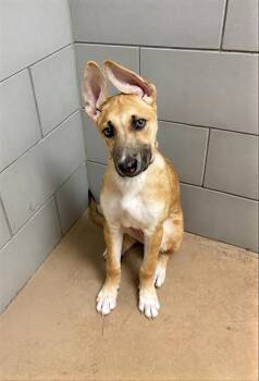 Mixed Breed Dogs Available for Adoption - Zahara | PetCurious