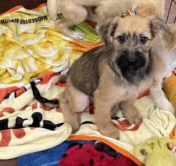 Tom Kat -  Terrier and Poodle Dog for Adoption in Chandler, Arizona - Tom Kat | PetCurious