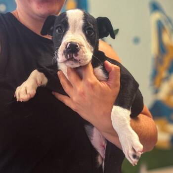Trixie -  Mixed Breed Dog for Adoption in Springboro, Ohio - Trixie | PetCurious