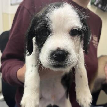 OREO -  Terrier and Mixed Breed Dog for Adoption in Richmond, California - OREO | PetCurious
