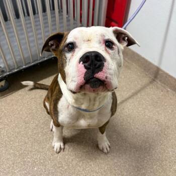 Pit Bull Terrier and Mixed Breed Dogs Available for Adoption in League City, Texas - Auggie | PetCurious