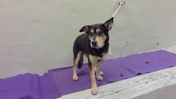 German Shepherd Dog and Labrador Retriever Dogs Available for Adoption in Houston, Texas - A2069825 | PetCurious