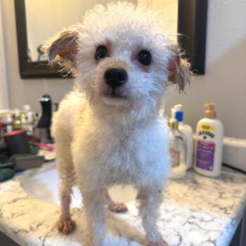 Esmie -  Poodle Dog for Adoption in Austin, Texas - Esmie | PetCurious