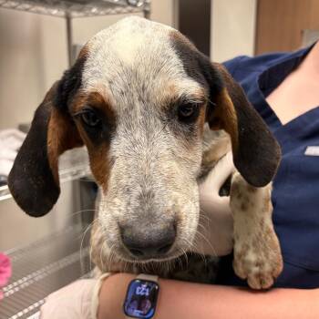 Sparrow -  Bluetick Coonhound Dog for Adoption in Reno, Nevada - Sparrow | PetCurious