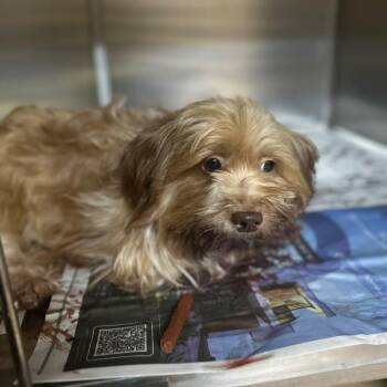 Mixed Breed Dogs Available for Adoption in Gadsden, Alabama - Biscuit | PetCurious