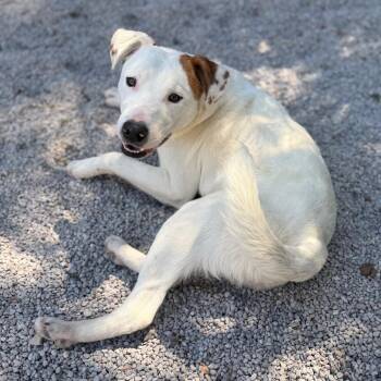 Solo -  Pit Bull Terrier and Cattle Dog Dog for Adoption in Reno, Nevada - Solo | PetCurious