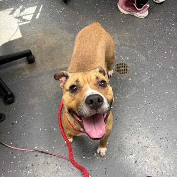 Alabama -  Mixed Breed Dog for Adoption in Columbiana, Alabama - Alabama | PetCurious