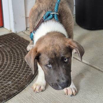 Spring -  Mixed Breed Dog Available for Adoption in Hamilton, Georgia - Spring | PetCurious