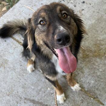 Billy -  Great Pyrenees Dog for Adoption in Laredo, Texas - Billy | PetCurious