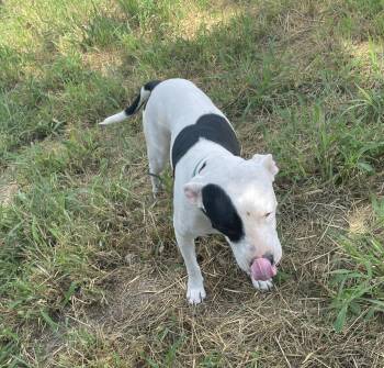 Rescue Mixed Breed Dogs for Adoption in Longview, Texas - Daisy Lou | PetCurious