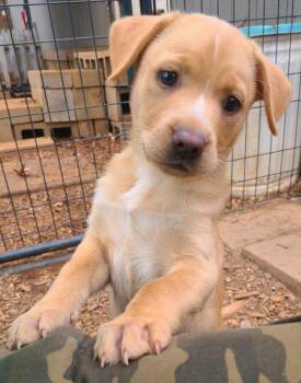 Rescue Labrador Retriever Dogs for Adoption in Glocester, Rhode Island - Tinsel | PetCurious