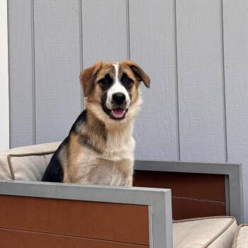 Olivia -  Border Collie and Mixed Breed Dog for Adoption in Bend, Oregon - Olivia | PetCurious