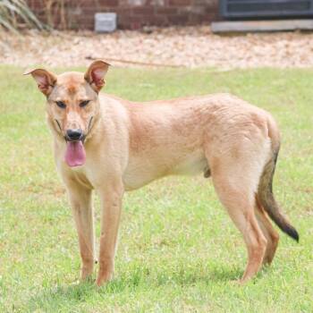 Mixed Breed Dogs Available for Adoption in Groveland, Massachusetts - Gingerbread | PetCurious
